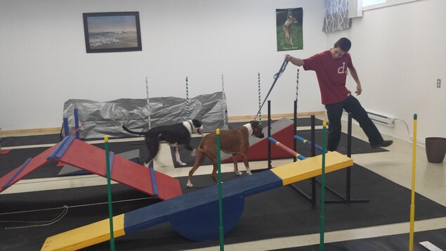 Jonathan Raymond en pleine séance d'exercices avec Brahma et Molly, ses chiens Boxer