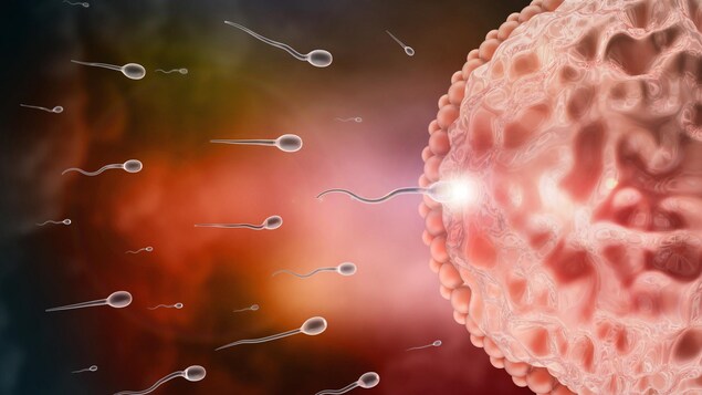Illustration de spermatozoïdes qui atteignent un ovule.
