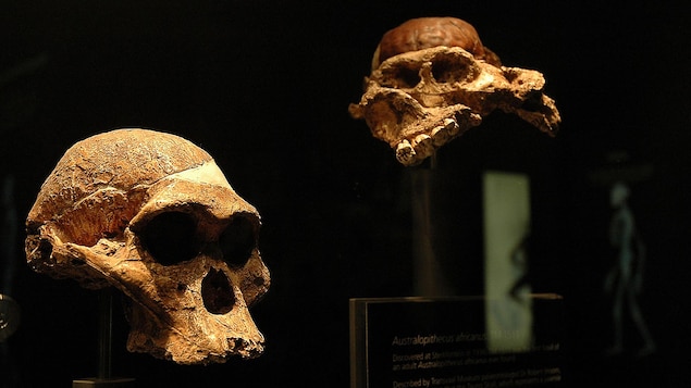 L’australopithèque Mme Ples, cette cousine sud-africaine de Lucy