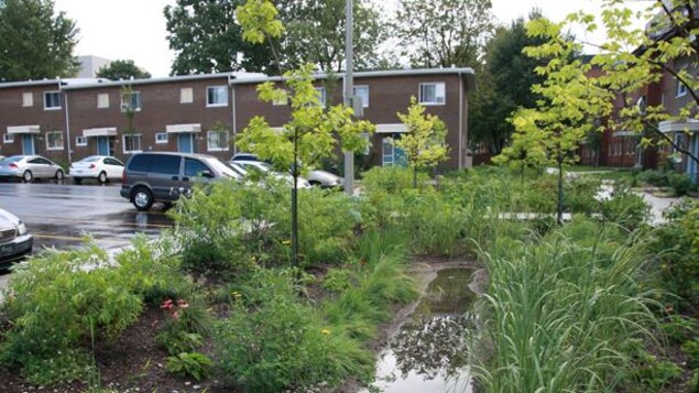 De l'eau s'est accumulé près d'un drain sur une bande de végétation en bordure de stationnement. De l'eau s'est accumulé près d'un drain sur une bande de végétation en bordure de stationnement.