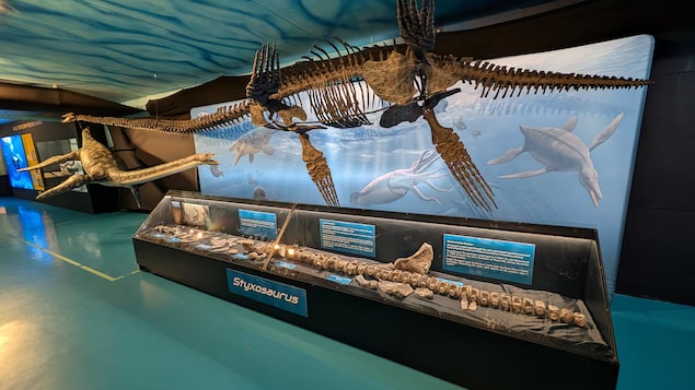 Un Styxosaurus inauguré au Canadian Fossil Discovery Centre à Morden