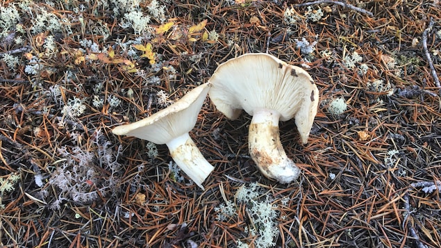 Des champignons sur un sol de lichen.