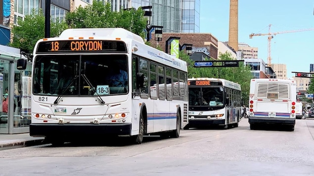 Trois autobus circulent dans une rue de Winnipeg. 
