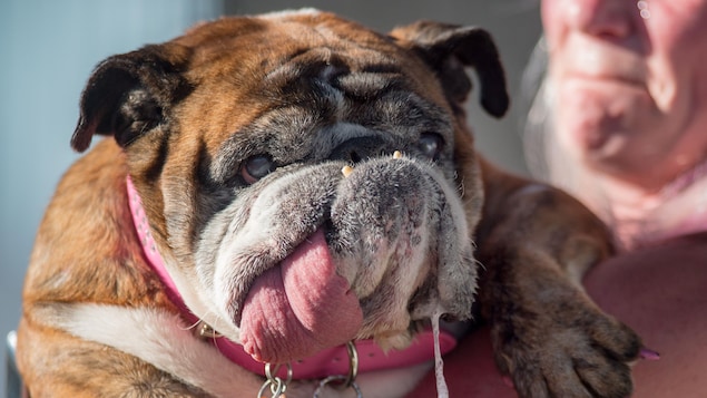 Le Bulldog Anglais Sza Sza Couronne Le Chien Le Plus Laid Du Monde Radio Canada Ca