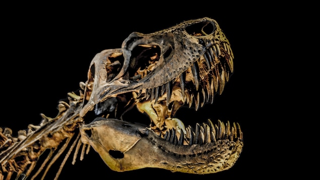 Le squelette reconstitué d'un T.rex. Le squelette reconstitué d'un T.rex.