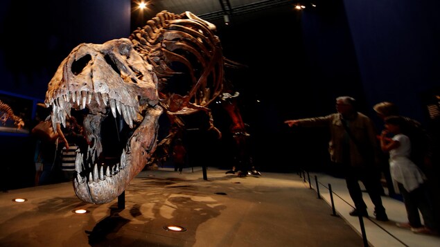 Un squelette de Tyrannosaurus Rex de 67 millions d'années, au musée d'histoire naturelle de Paris.