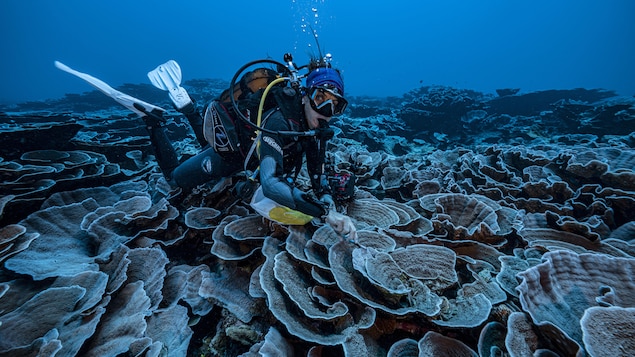 Un scientifique français explore les coraux dans les eaux au large de Tahiti, en Polynésie française.