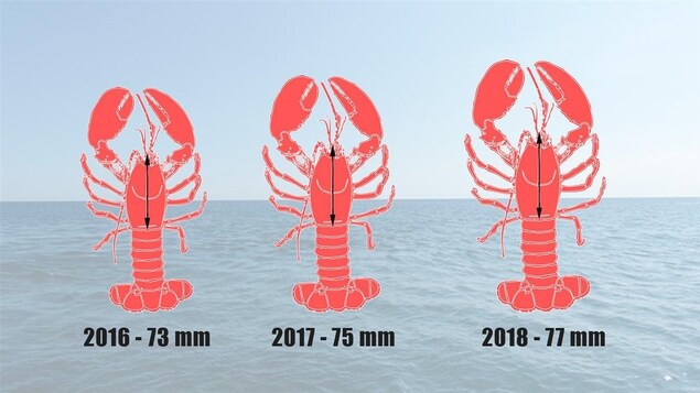 La taille de la carapace minimale passera de 72 mm dans les dernières années à 77 mm en 2018. La taille de la carapace minimale passera de 72 mm dans les dernières années à 77 mm en 2018.