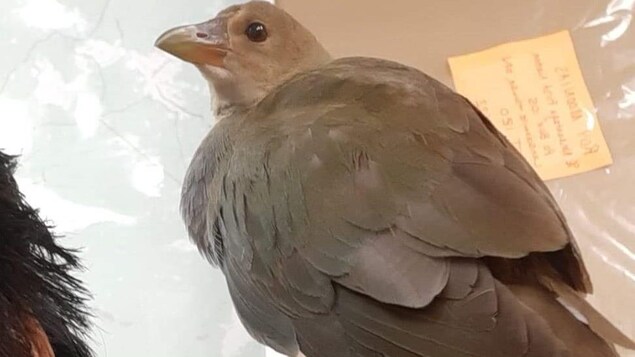 Un oiseau au plumage brun.