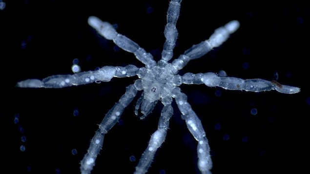 Deux nouvelles espèces de pycnogonides découvertes dans la mer des Salish