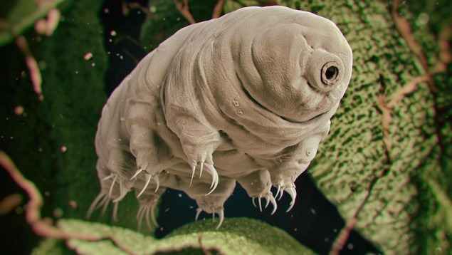 Représentation 3D d'un tardigrade. Représentation 3D d'un tardigrade.