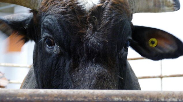 La foire agricole Agribition commence lundi en célébrant son 50e anniversaire