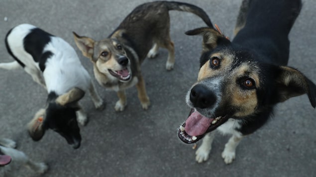 Une famille « nucléaire » bien distincte pour les chiens de Tchernobyl