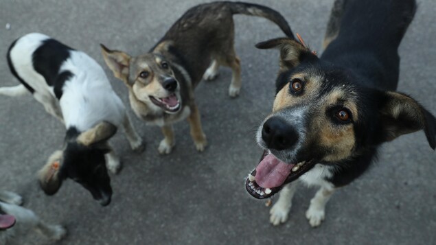 Une famille « nucléaire » bien distincte pour les chiens de Tchernobyl