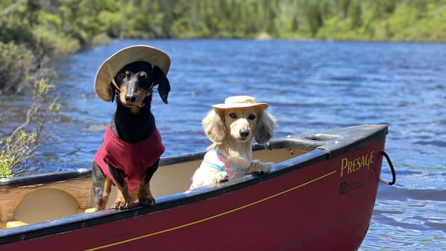 Deux teckels sur une barque.