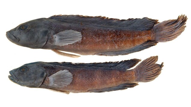 Teleogramma obamaorum Teleogramma obamaorum