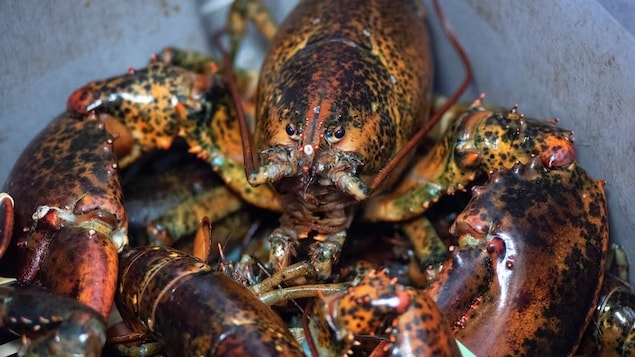 La chaleur de l’eau dans le détroit de Northumberland peut nuire au homard et au crabe