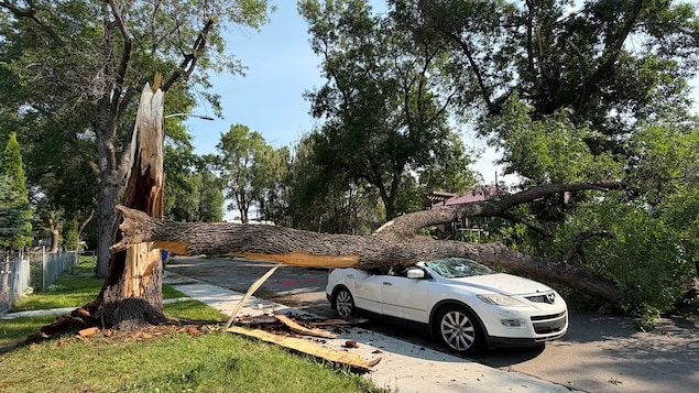 Un arbre tombé sur une voiture.