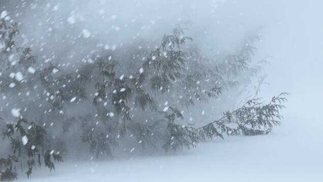 Des branches de sapin en campagne pendant une tempête de neige.