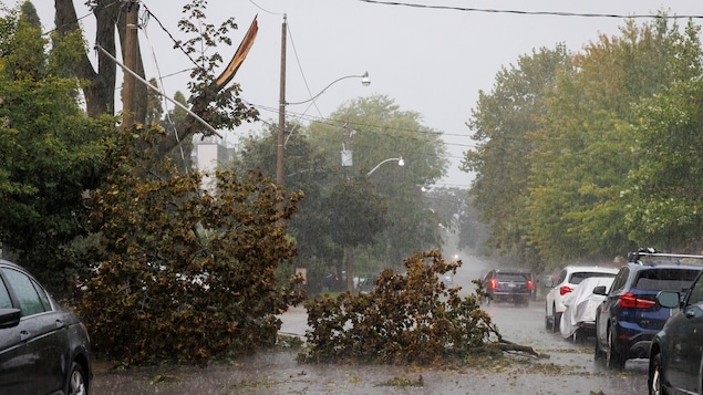 Un arbre et une ligne électrique renversés sont visibles à Toronto lors d'une tempête, le mercredi 2 septembre 2026.