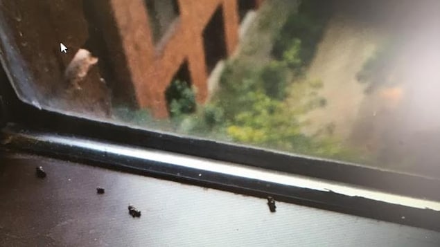 Des excréments présumément de chauve-souris Des excréments présumément de chauve-souris