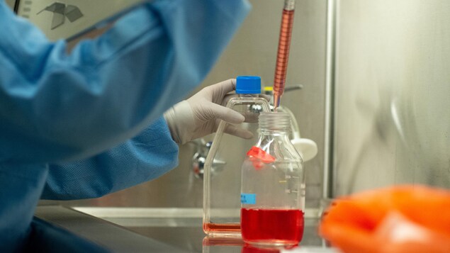 Une technicienne de laboratoire transfert à l'aide d'une longue pipette du milieu de culture d'un contenant à un autre.