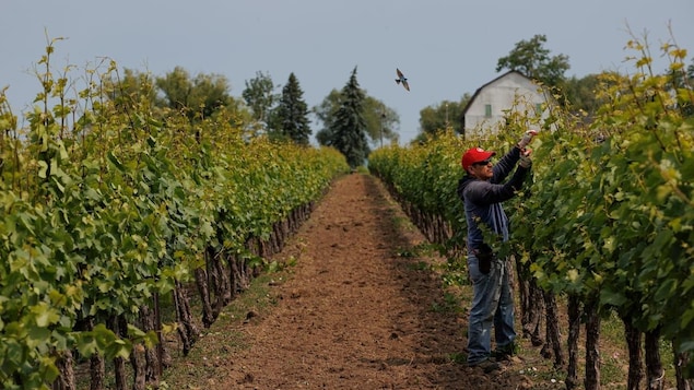 A farmhand tending to grapevines in a vineyard.
