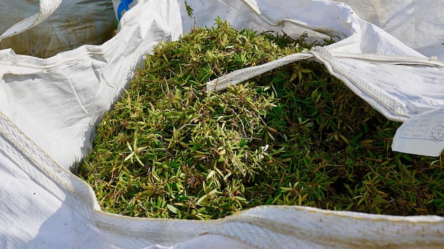 Des feuilles de thé du Labrador Des feuilles de thé du Labrador