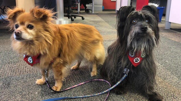 Un chien debout et un chien assis dans les studios de Radio-Canada. 