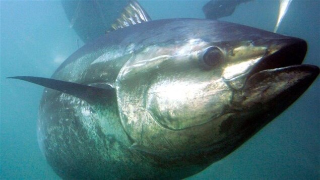 La pêche mondiale de thon atteint un niveau critique, selon des chercheurs de l'UBC