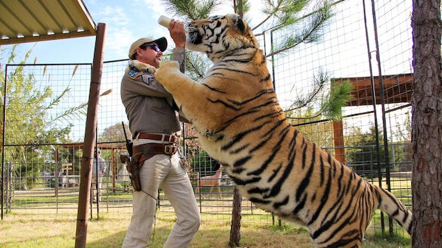 Tiger King revient pour une deuxième saison « encore plus folle » sur Netflix