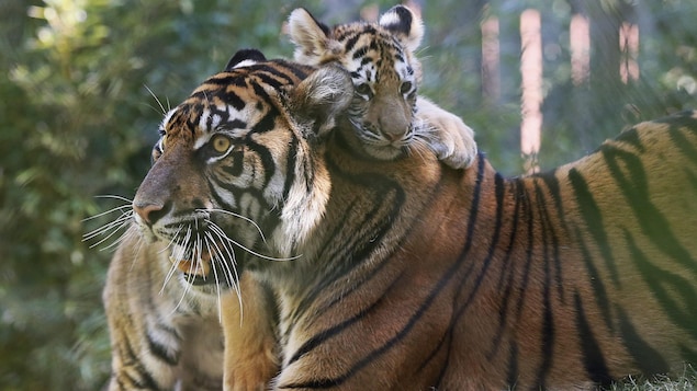 Photo d'un petit tigre qui monte sur le dos d'un tigre adulte.