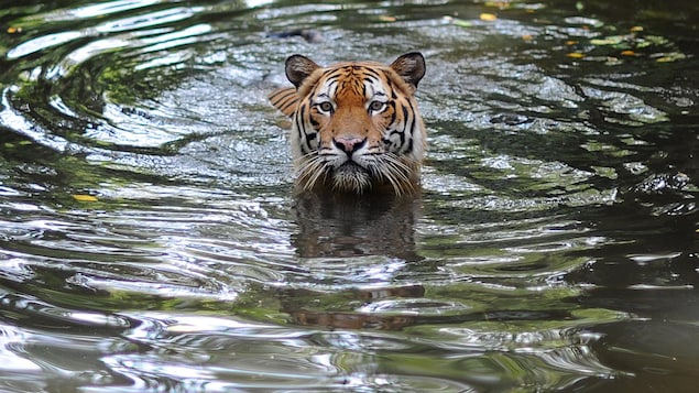 Un tigre prend un bain dans un zoo de Malaisie.