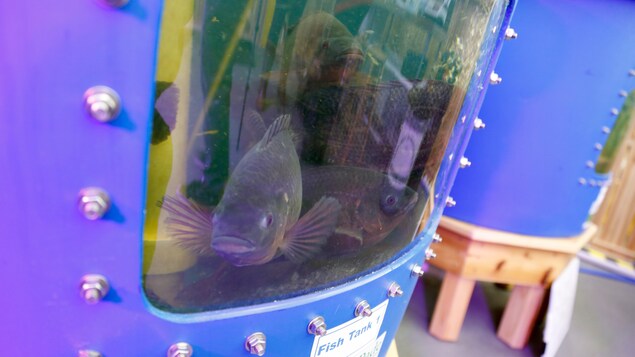 Des tilapias du Nil dans un aquarium Des tilapias du Nil dans un aquarium