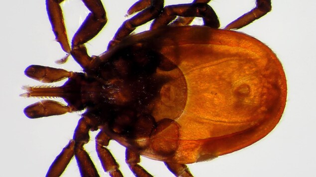 Une tique femelle (Ixodes pacificus Cooley & Kohls), vecteur potentiel de la maladie de Lyme
