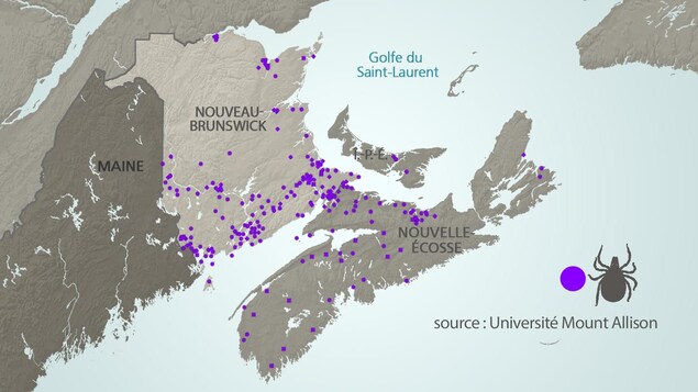 Carte des Maritimes indiquant les lieux où des tiques ont été recensées Carte des Maritimes indiquant les lieux où des tiques ont été recensées