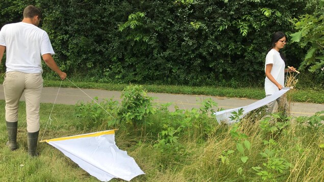 Mamta Patel et Barret Foster inventorient régulièrement les tiques dans les parcs de London. Mamta Patel et Barret Foster inventorient régulièrement les tiques dans les parcs de London.