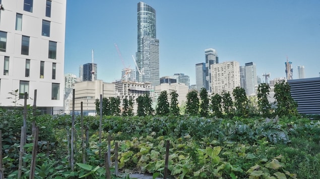 Au premier plan des végétaux poussent sur un toit d'immeuble, en arrière-plan on peut voir des gratte--ciels de Toronto.