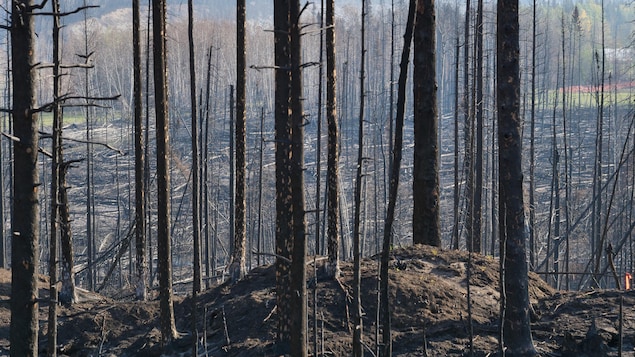 Incendios forestales en Canadá causaron una pérdida global de