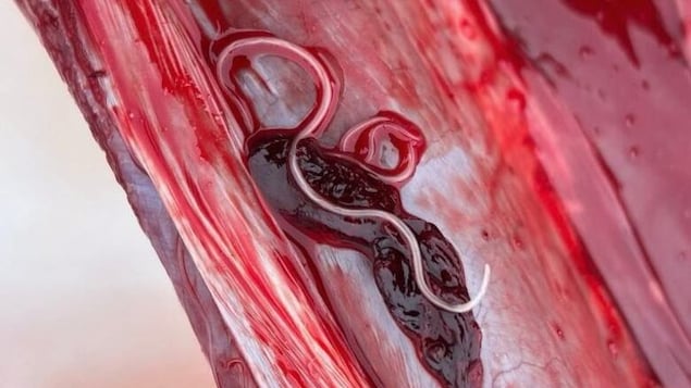 Un vers long et filiformes dans un morceau de viande de caribou.