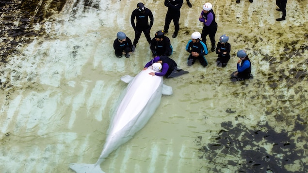 Fin de la captivité des cétacés au Canada : les bassins de Marineland maintenant vides