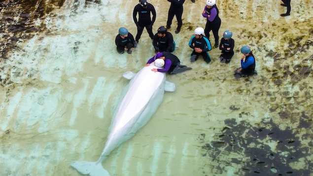 ’I tried to say goodbye and tried to tell him I love him’: Canada’s last captive whales leave Marineland | RCI
