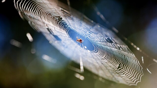 Les secrets de création de la toile d’araignée révélés