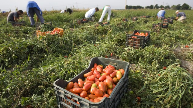 Un champ de tomates en Italie Un champ de tomates en Italie