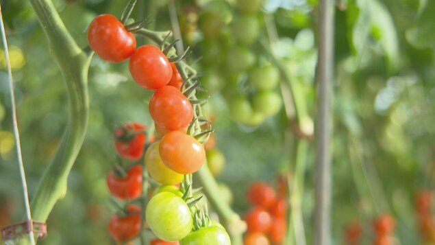 Une grappe de tomates. Une grappe de tomates.