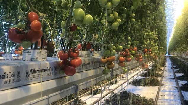 Les tomates des Serres bleues, à Chapais, sont arrivées sur le marché fin décembre.