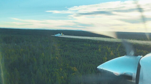 Un avion combat la tordeuse des bourgeons de l'épinette dans le nord du Nouveau-Brunswick.