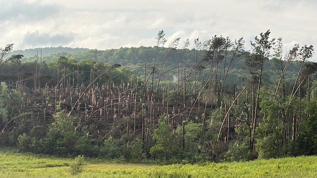 Une tornade aurait balayé la municipalité de Harrington dans les Laurentides