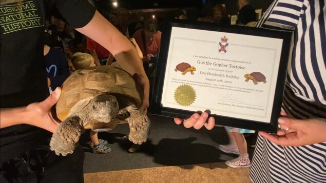 La célèbre tortue Gus fête ses 100 ans à Halifax