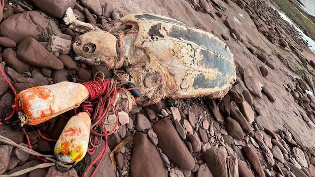 Une tortue en état de décomposition avancée. Des cordages et des bouées de pêche sont accrochés à la carcasse.